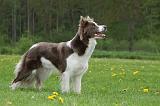 BORDER COLLIE 1001